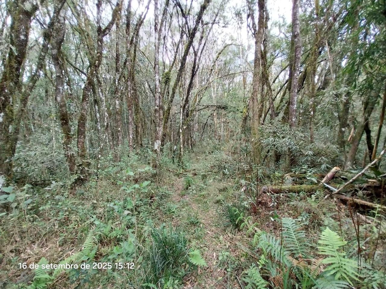 Foto 7 de 31: Area Rural em leilão em Campina Grande Do Sul - PR — Direitos de Posse sobre Chácara de 9,68 Hectares - Campina Grande do Sul/PR