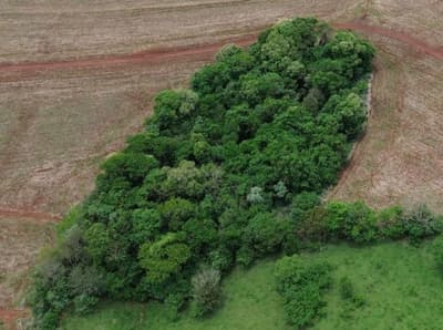 Foto 6 de 8: Area Rural em leilão em Nova Cantu - PR — IMÓVEL RURAL COM ÁREA TOTAL DE 16.96ha- Em NOVA CANTU/PR