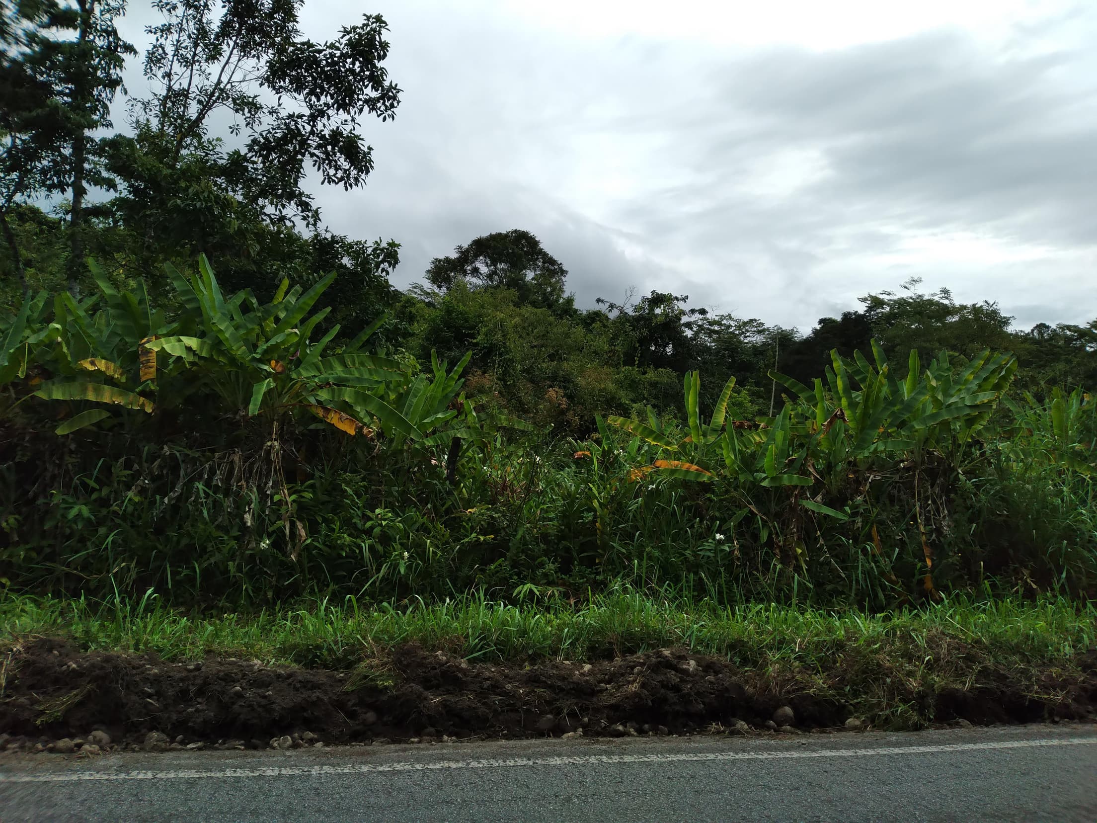 Foto 8 de 13: Terreno em leilão em Antonina - PR — Terreno Rural 308,4632ha Desocupado em Antonina/PR