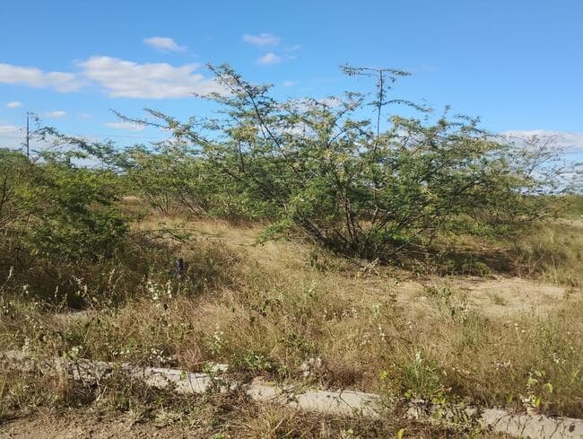 Foto 3 de 3: Terreno em leilão em Feira De Santana - BA, bairro Asa Branca — Lote Nº 50, Quadra "c" - Parque Progresso