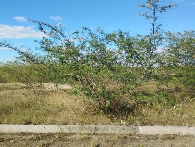 Foto 3 de 3: Terreno em leilão em Feira De Santana - BA, bairro Asa Branca — Lote Nº 52, Quadra "c" - Parque Progresso