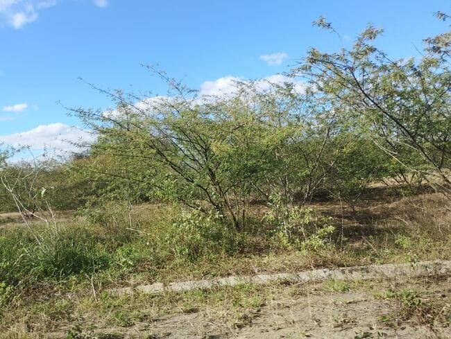 Foto 3 de 3: Terreno em leilão em Feira De Santana - BA, bairro Asa Branca — Lote Nº 72, Quadra "c" - Parque Progresso