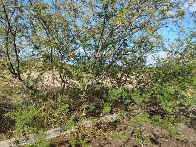 Foto 3 de 3: Terreno em leilão em Feira De Santana - BA, bairro Asa Branca — Lote Nº 29, Quadra "d" - Parque Progresso