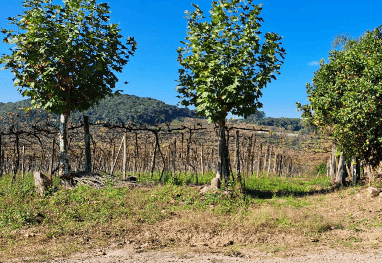 Foto 1 de 4: Terreno em leilão em Bento Gonçalves - RS — TERRENO RURAL DE 25.905,50m² DENTRO DE ÁREA MAIOR EM BENTO GONÇALVES/RS