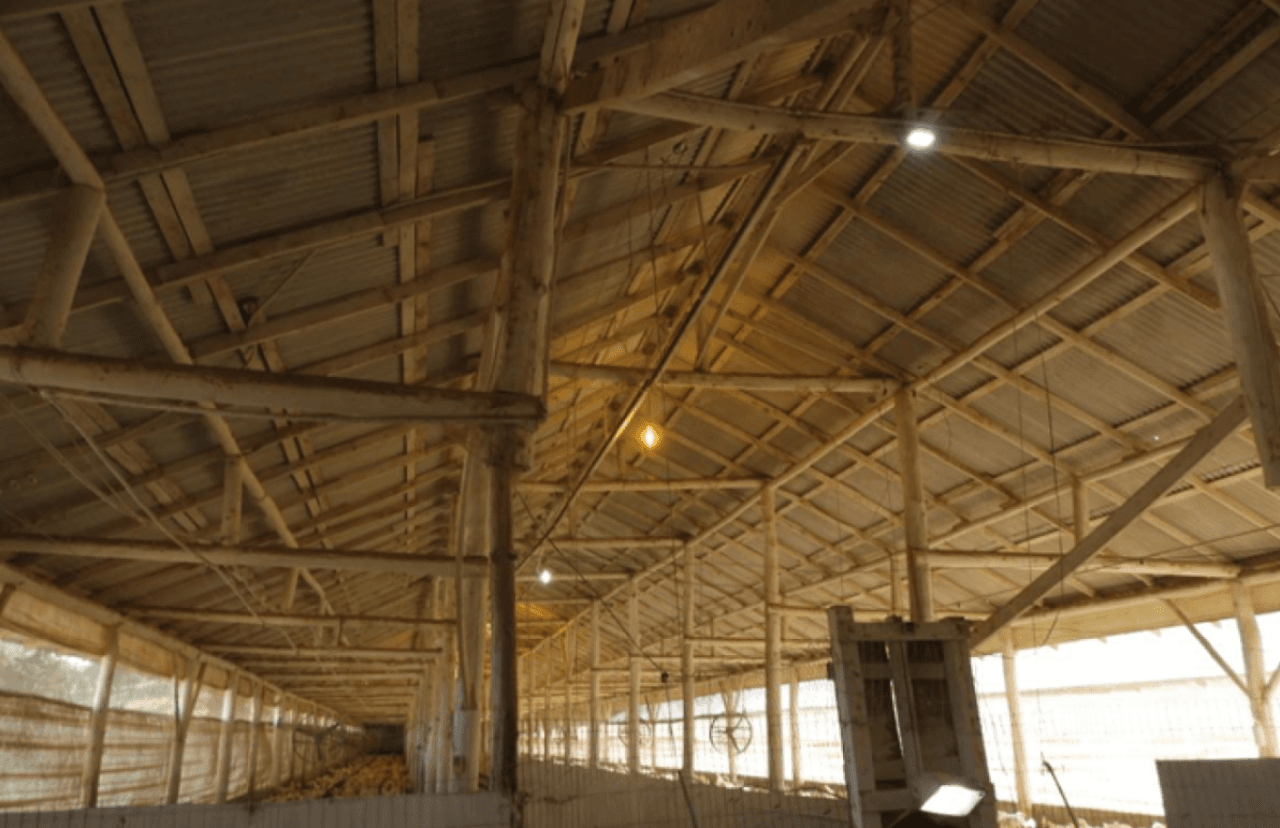 Foto 17 de 17: Comercial em leilão em Brochier - RS — ÁREA DE 17.000M² COM GALPÕES AVIÁRIOS (DENTRO DE ÁREA MAIOR DE 37.037,22M²) EM MONTENEGRO/RS