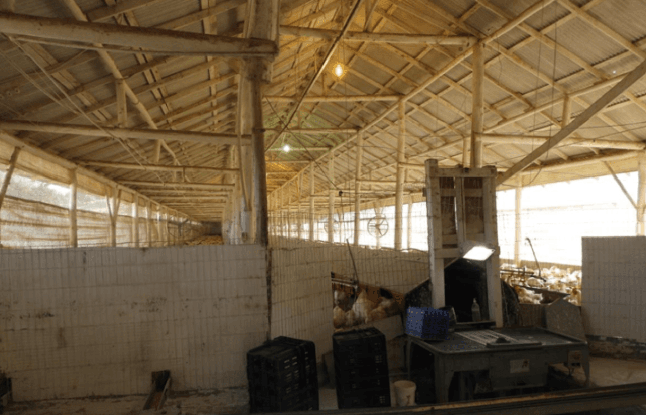 Foto 13 de 17: Comercial em leilão em Brochier - RS — ÁREA DE 17.000M² COM GALPÕES AVIÁRIOS (DENTRO DE ÁREA MAIOR DE 37.037,22M²) EM MONTENEGRO/RS