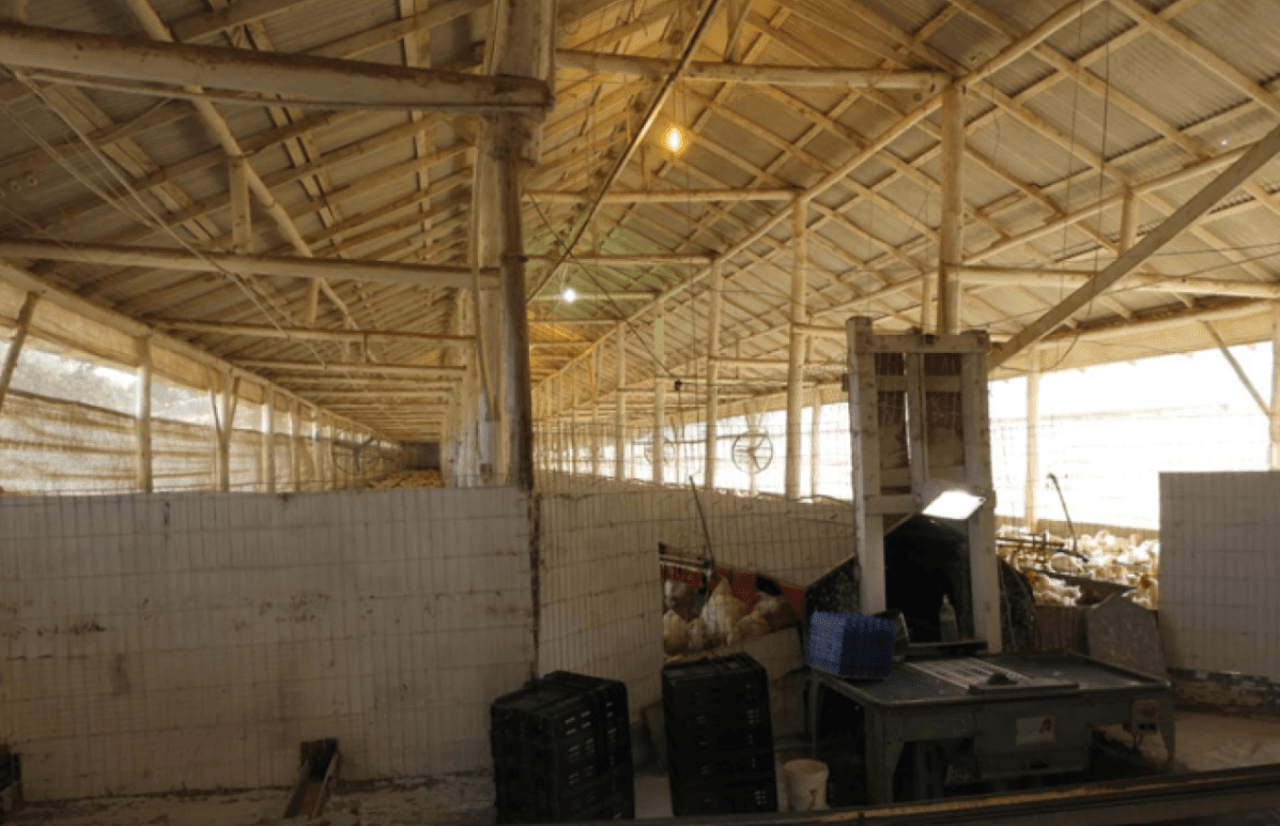 Foto 14 de 17: Comercial em leilão em Brochier - RS — ÁREA DE 17.000M² COM GALPÕES AVIÁRIOS (DENTRO DE ÁREA MAIOR DE 37.037,22M²) EM MONTENEGRO/RS