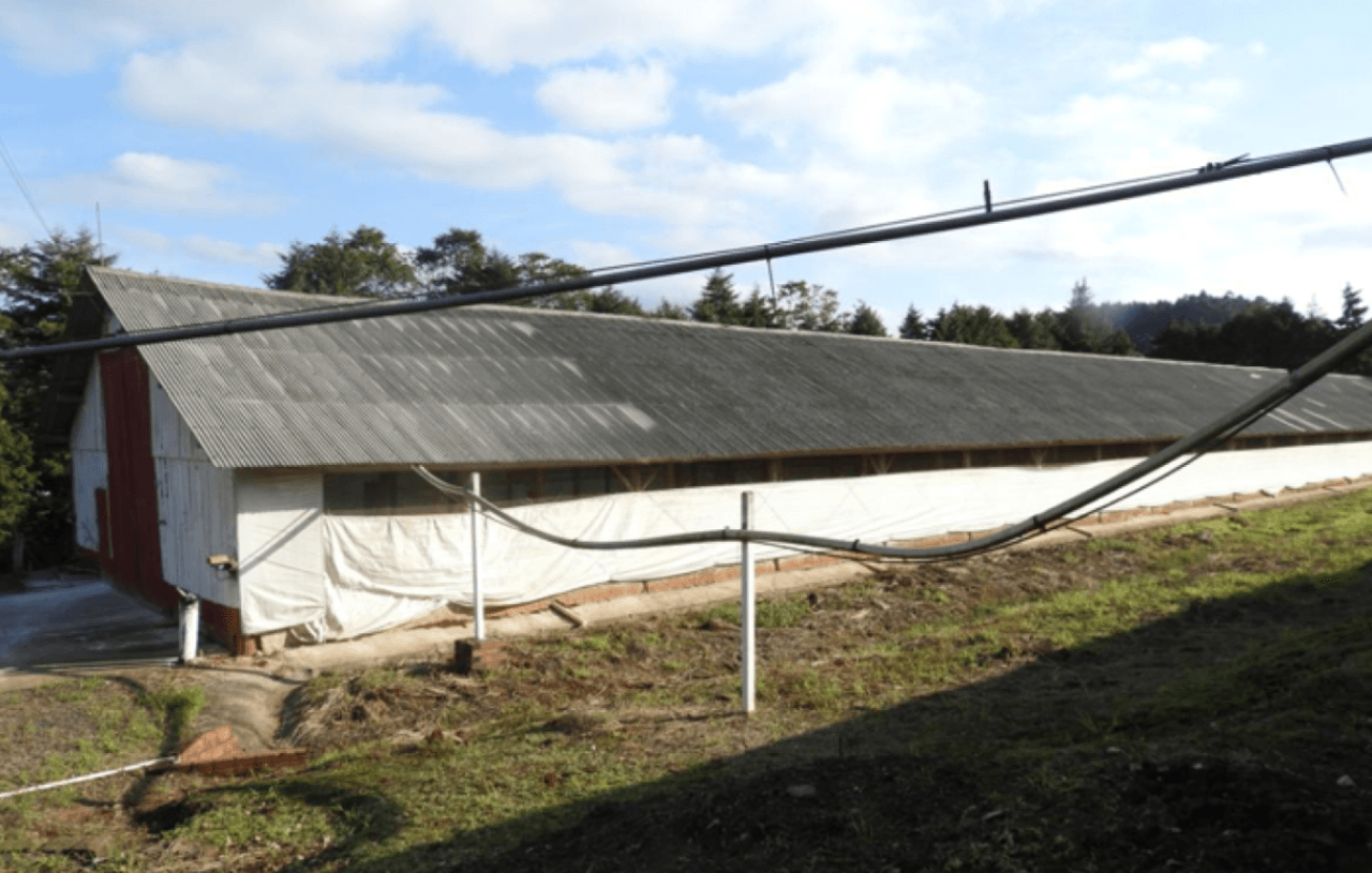 Foto 9 de 17: Comercial em leilão em Brochier - RS — ÁREA DE 17.000M² COM GALPÕES AVIÁRIOS (DENTRO DE ÁREA MAIOR DE 37.037,22M²) EM MONTENEGRO/RS