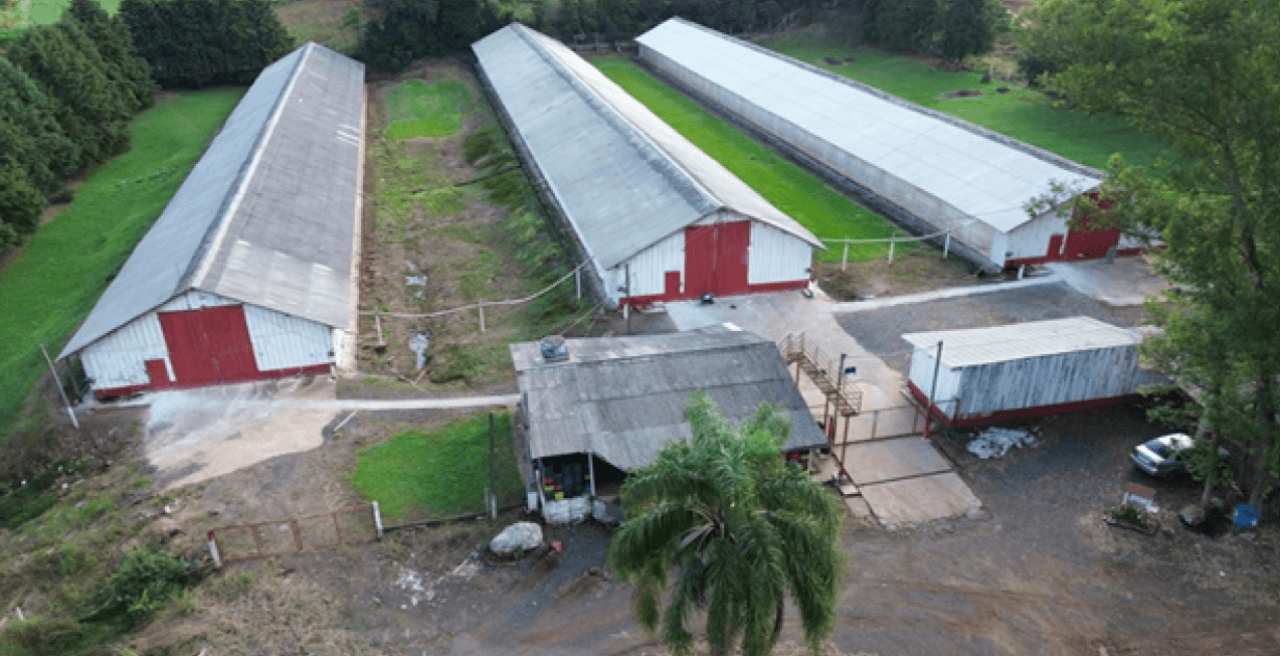 Foto 6 de 17: Comercial em leilão em Brochier - RS — ÁREA DE 17.000M² COM GALPÕES AVIÁRIOS (DENTRO DE ÁREA MAIOR DE 37.037,22M²) EM MONTENEGRO/RS