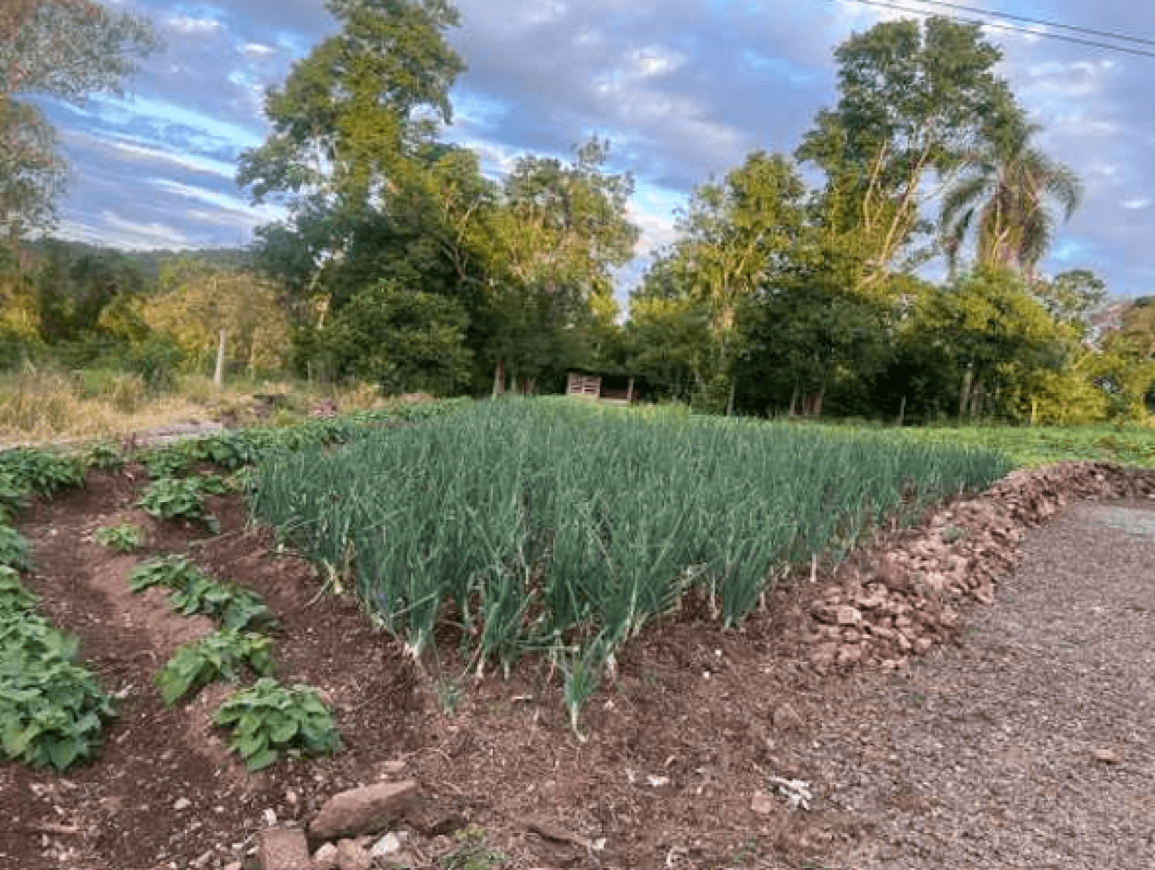 Foto 7 de 8: Area Rural em leilão em Encantado - RS — ÁREA DE TERRA RURAL COM 37.125,00M²