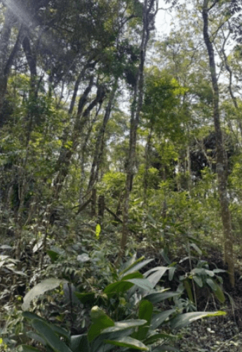 Foto 5 de 6: Terreno em leilão em Caieiras - SP, bairro Bairro Alto — Terreno 1075m² Jardim Planalto, Caieiras/SP