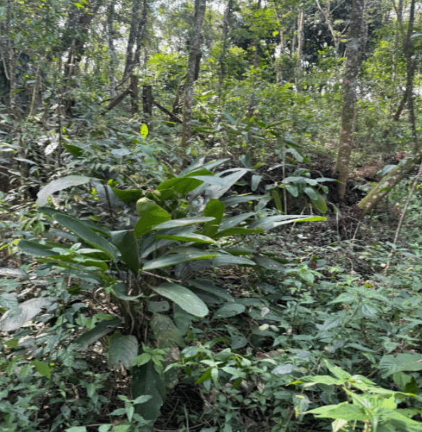 Foto 3 de 6: Terreno em leilão em Caieiras - SP, bairro Bairro Alto — Terreno 1075m² Jardim Planalto, Caieiras/SP