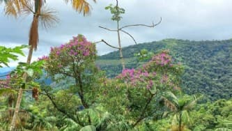 Area Rural em leilão em Paraty - RJ — PROPRIEDADE EM SOUZA, PARATY -  IMAGENS ILUSTRATIVAS.