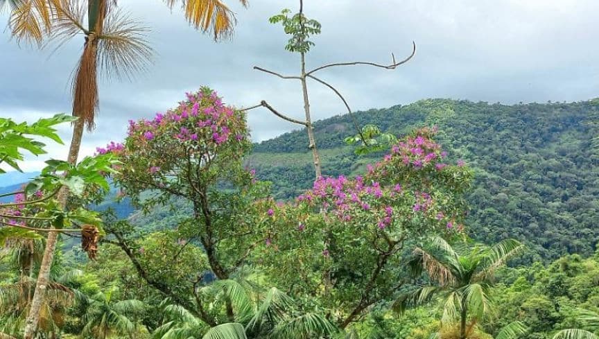 Foto 2 de 7: Area Rural em leilão em Paraty - RJ — PROPRIEDADE EM SOUZA, PARATY -  IMAGENS ILUSTRATIVAS.