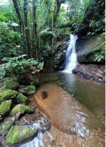 Foto 3 de 7: Area Rural em leilão em Paraty - RJ — PROPRIEDADE EM SOUZA, PARATY -  IMAGENS ILUSTRATIVAS.
