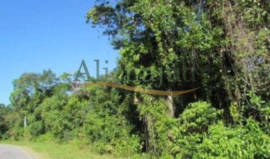 Foto 3 de 4: Area Rural em leilão em Guarujá - SP — Parte da Fazenda Perequê situada no Guarujá/SP Parte da Fazenda Perequê situada no Guarujá/SP