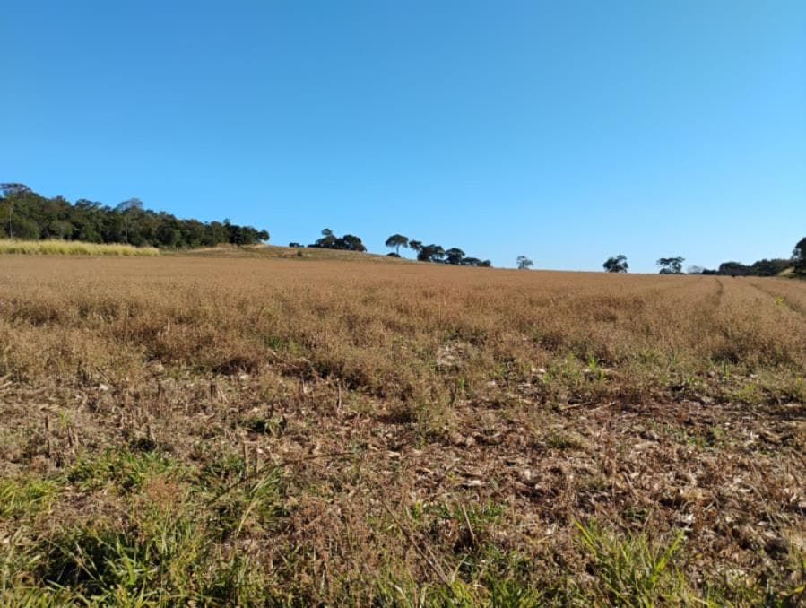 Foto 2 de 5: Area Rural em leilão em Serra Do Salitre - MG — Município de Serra do Salitre/MG - Capim Novo - Rural com área de 36 há Leilão Sicoob