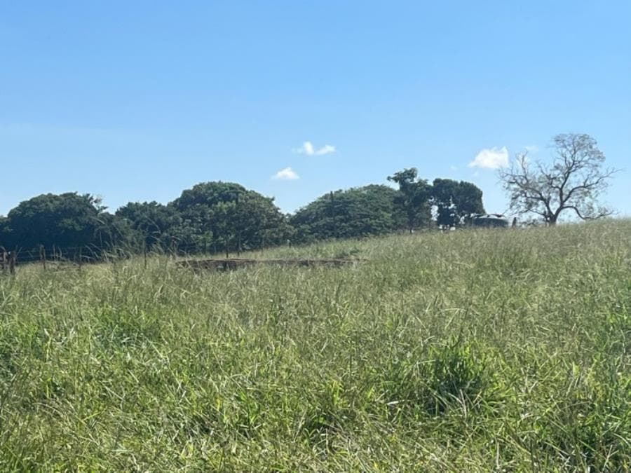 Foto 4 de 8: Area Rural em leilão em Ituiutaba - MG — Ituiutaba/MG - Imóvel Rural com 38ha Leilão Sicoob