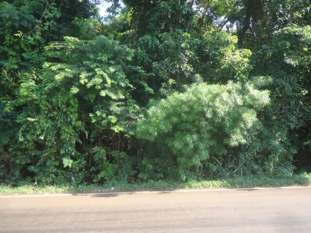 Foto 3 de 7: Area Rural em leilão em Londrina - PR — CHÁCARA Nº 05, SUBDIVISÃO DO LOTE Nº 59, MEDINDO 3.540,15M² - AVENIDA BRASILIA, S/Nº