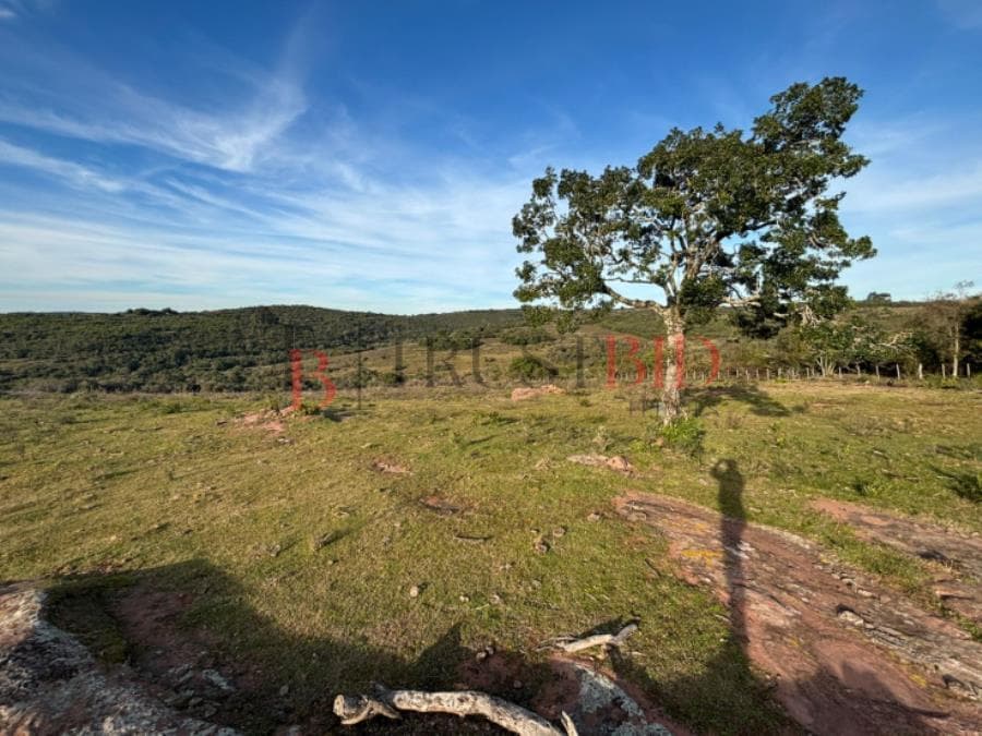 Foto 9 de 9: Area Rural em leilão em Santana Da Boa Vista - RS — FAZENDA | SANTANA DA BOA VISTA/RS FAZENDA | SANTANA DA BOA VISTA/RS