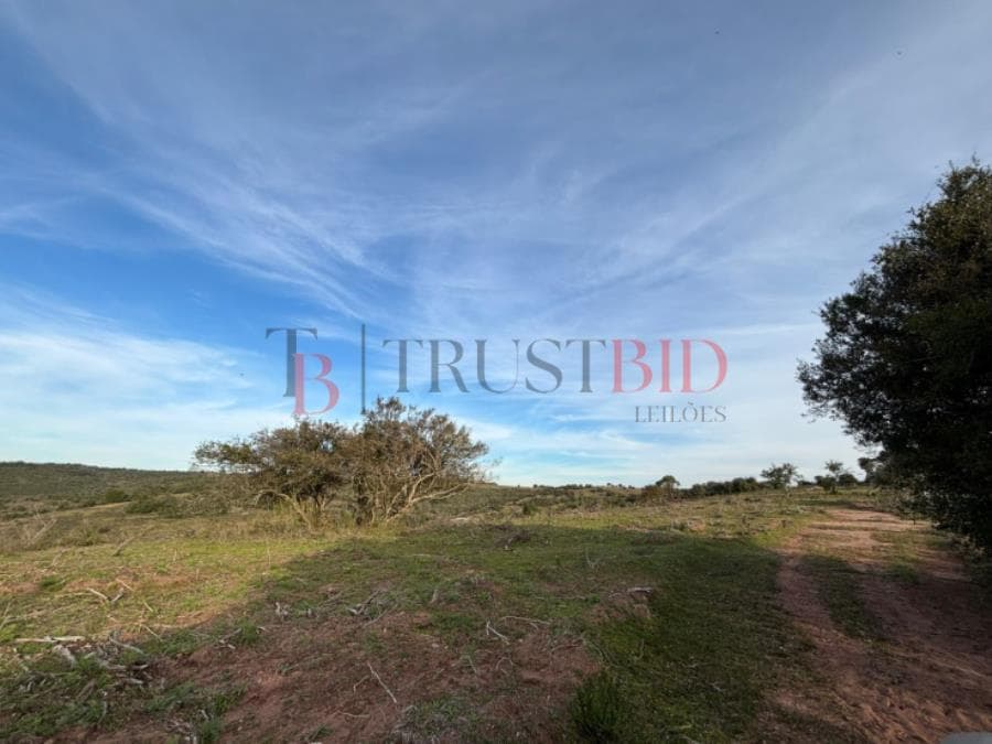 Foto 5 de 9: Area Rural em leilão em Santana Da Boa Vista - RS — FAZENDA | SANTANA DA BOA VISTA/RS FAZENDA | SANTANA DA BOA VISTA/RS